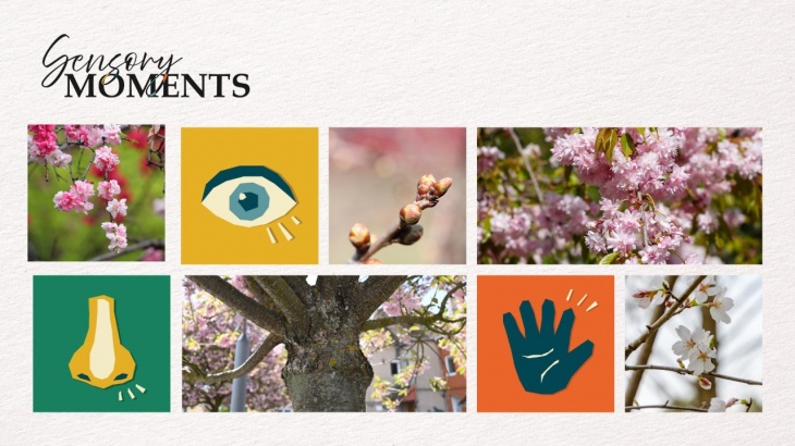 Sensory Moments – Sakura