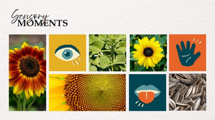 Sensory Moments – Sunflower Surprise Sensory Moments – Sunflower Surprise