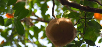 What's in my mangrove?