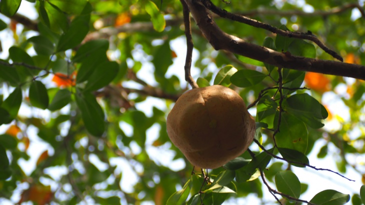 What's in my mangrove? What's in my mangrove?
