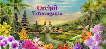 Orchid Extravaganza