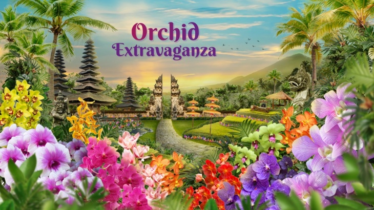 Orchid Extravaganza