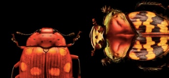 Insects: Microsculptures Magnified