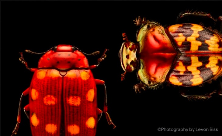 Insects: Microsculptures Magnified Insects: Microsculptures Magnified