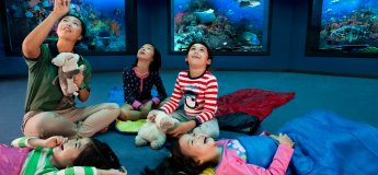 Ocean Dreams @ Singapore Oceanarium
