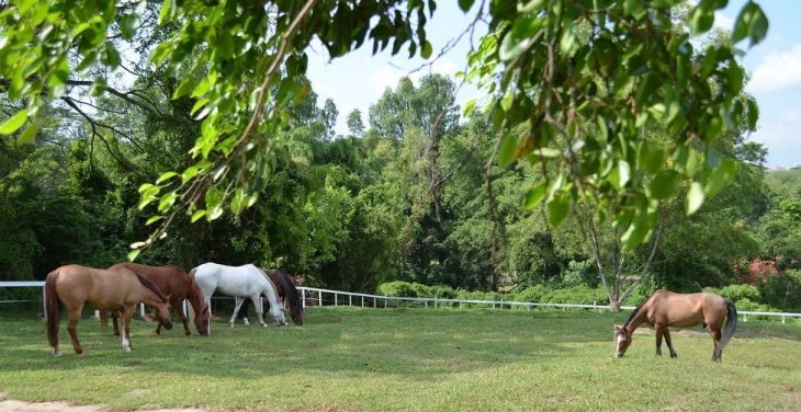 Bukit Timah Saddle Club Bukit Timah Saddle Club