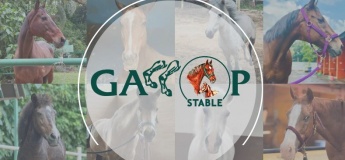 Gallop Stable Horse City