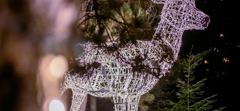 Christmas Tree Lighting @ Fairmont The Palm